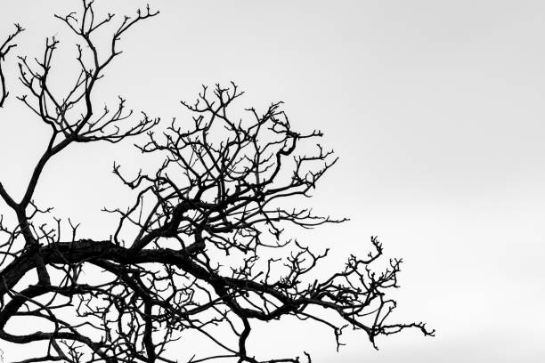 istock Silhouette dead tree and branch isolated on white background. Background for death, hopeless, despair,sad, and lament concept. Halloween night. Dramatic horror night on Halloween day.  Grief abstract. 1166329025