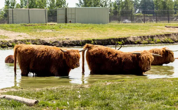 Scottish highlander cattle in a pond