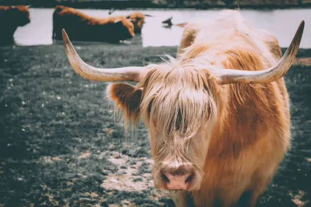 Scottish highlander cattle