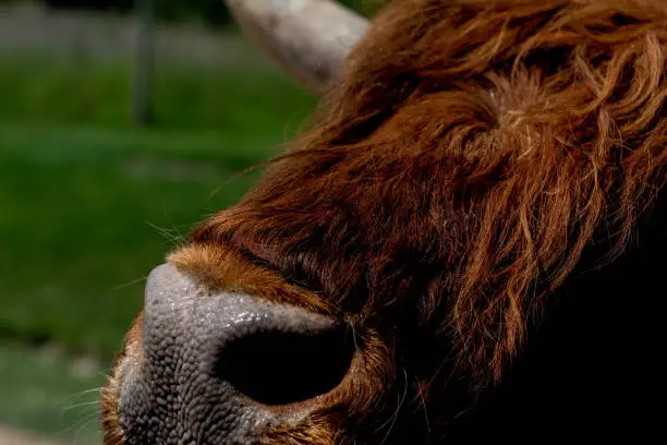 Close-up of brown Scottish highlander cattle