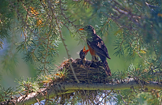 nest with young Robin birds and mother bird, in a pine tree, Yakima Washington