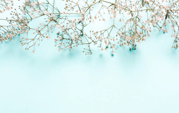istock Wedding, summer pastel background. Composition of white flowers on a blue background 1166330636