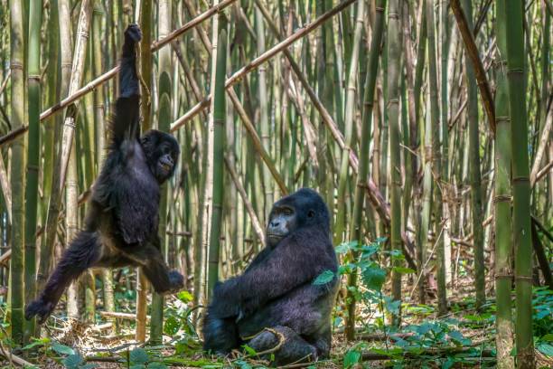 Interesting animal behavior, as a male silverback mountain gorilla watches his son playfully swinging on a vine in a bamboo forest in Rwanda. The son is motion blurred but appears to be smiling.