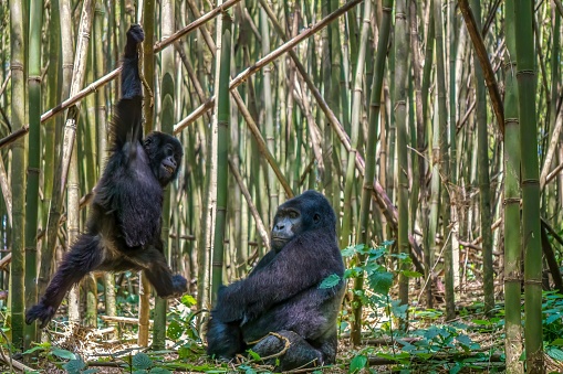 A rare view of a gorilla family interaction. A large silverback mountain gorilla is sitting on the ground in a bamboo grove, watching as his young son plays at swinging on a vine. The young gorilla looks happy and playful as he dangles from the vine near his father.