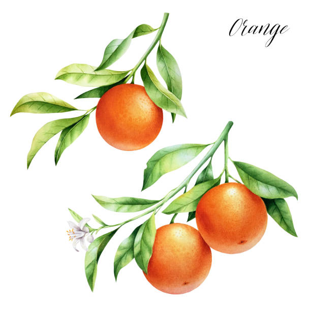 wyizolowane dwie pomarańcze na gałęzi. akwarela ilustracji drzewa cytrusowego z liśćmi i kwiatami. - pomarańczowy ilustracje stock illustrations