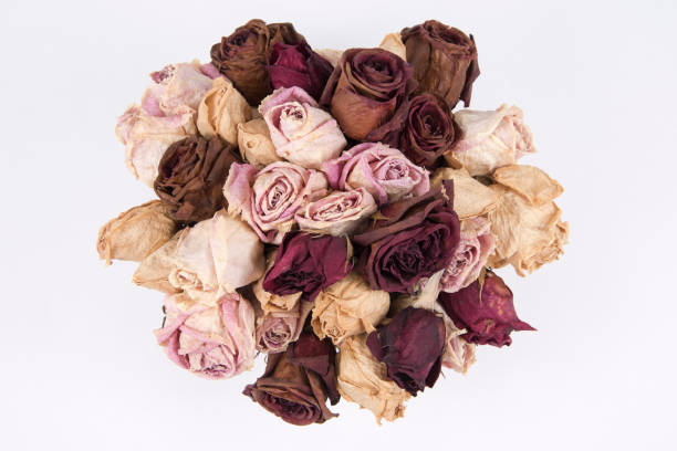 ramo de rosas secas - rose pattern yellow dried plant fotografías e imágenes de stock