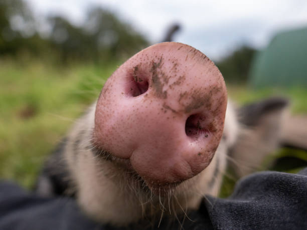 istock Macro close-up of young pig’s snout 1166332190