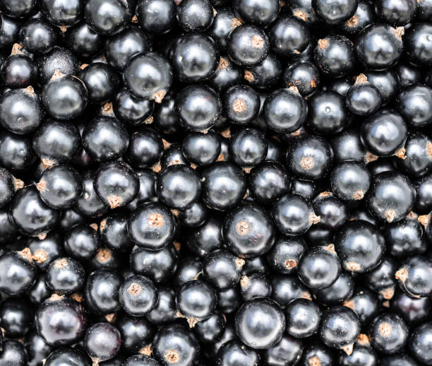 istock Black currant. Top view. Heap of black currant close up backgraund. Summer berries. 1166334052