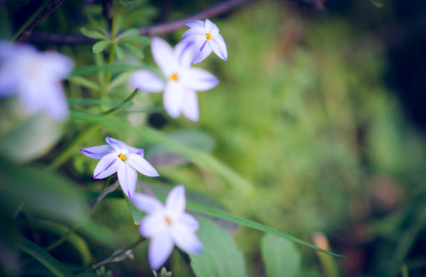 Tiny white flowers with six petals blooming at the edge of the garden in Japan. Spring starflower or springstar (Ipheion uniflorum) in soft focused beautiful nature flower background.