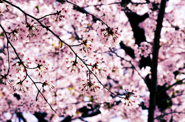 istock Cherry blossom or Sakura in Japan in soft focus n the blurry background. 1166335213