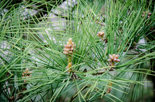 сосна в мягком фокусе на размытии зеленого фона сосны. - pine tree nature macro needle стоковые фото и изображения