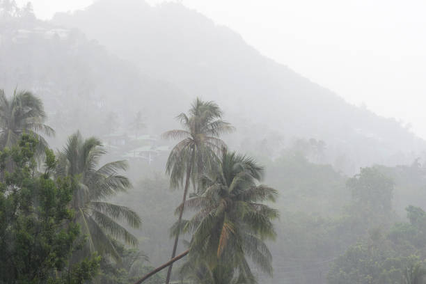 ulewny deszcz tropikalny na wybrzeżu koh samui, tajlandia - thailand surat thani province ko samui coconut palm tree zdjęcia i obrazy z banku zdjęć