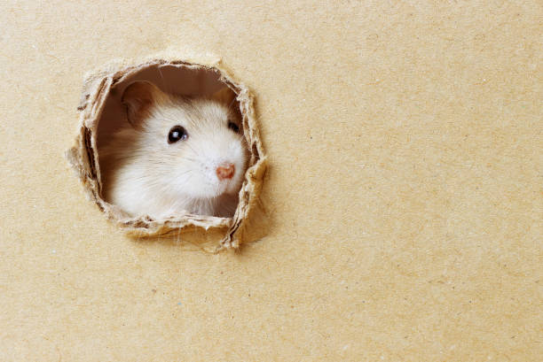 istock Little hamster looks through a round hole in cardboard box 1166336910