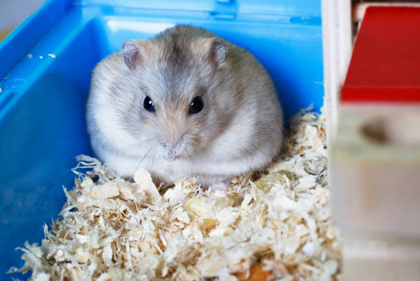 istock Dwarf furry hamster eats feeds and sits on sawdust, front view 1166336938