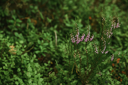Close-up of Heather plants in the wildlife of the Northern forest