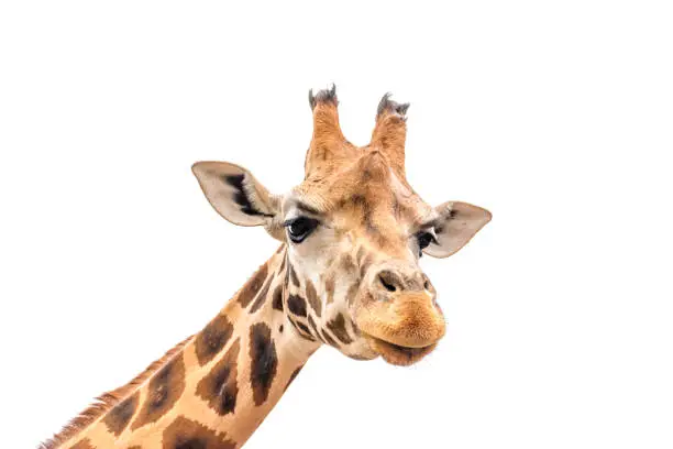 Photo of Giraffe head isolated on white.