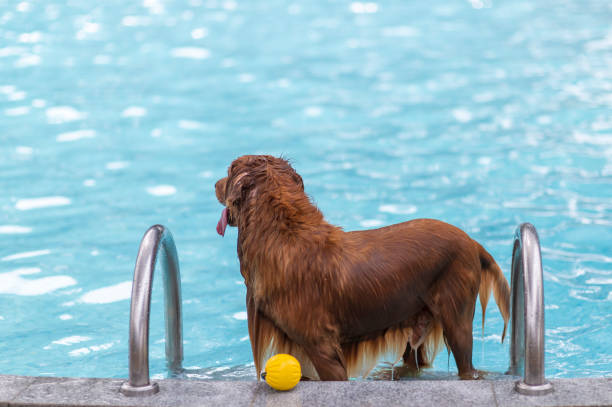 istock Golden Retriever standing by the pool 1166340144