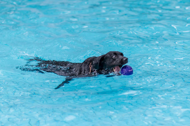 istock Labrador retriever playing in the pool 1166340145