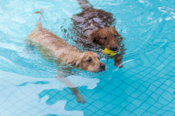 istock Golden Retriever playing in the pool 1166340152
