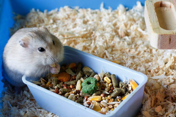 istock Dwarf furry hamster eats food next to the feeder in cage 1166340927