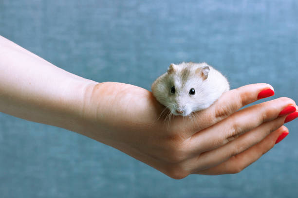 istock Little fluffy hamster in a female hand on blue background 1166340929