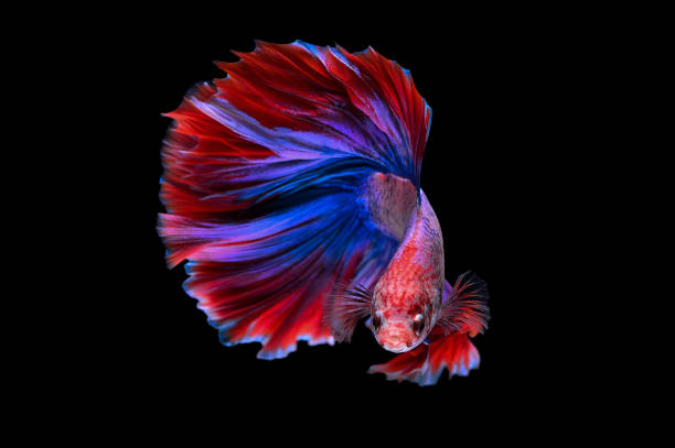 die kunst der siam kämpfen betta fisch bewegung schwarz hintergrund stock foto - fish siamese fighting fish multi colored tropical fresh water fish stock-fotos und bilder