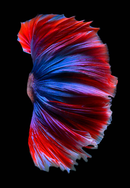 искусство сиамской борьбы бетта движения рыбы черный фон фонда фото - fish siamese fighting fish isolated multi colored стоковые фото и изображения
