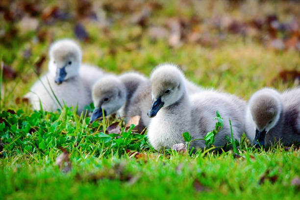 istock Black Swan Cygnets 1166342920
