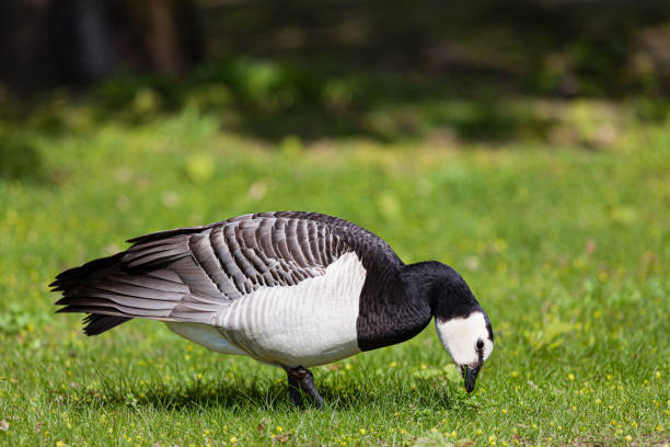 istock Barnacle goose in the grass outdoors 1166343222