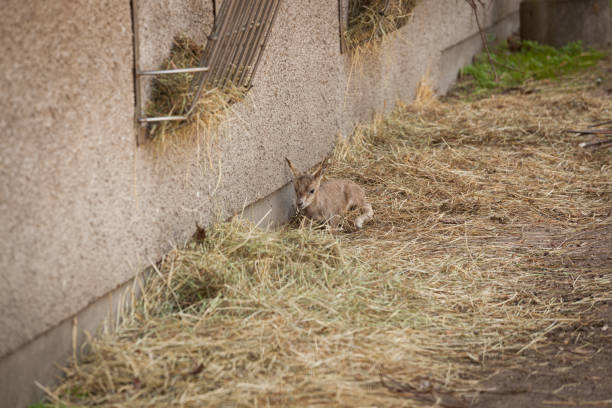 Small deer lying in straws at zoo