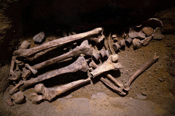 istock Prehistoric human bone remains. Ancient skeleton discovered by archeologists, scientist analyzing and doing research of bones in the ground 1166343984