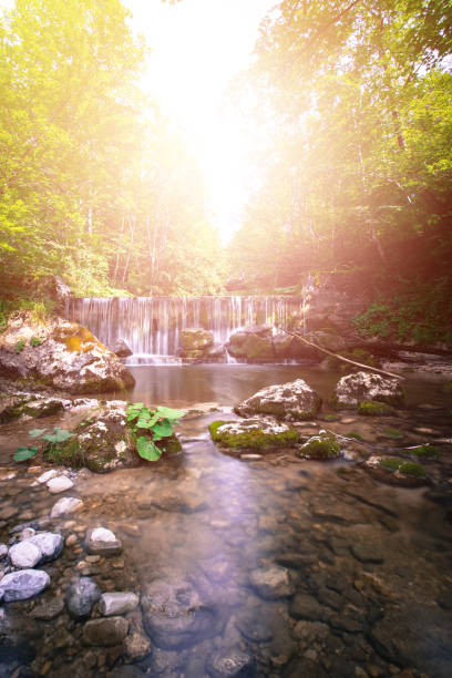 bellissimo paesaggio in europa: fiume alpino, cascata e luce solare nella foresta - rainforest austria nature tree foto e immagini stock