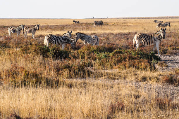 Mountain Zebra, Equus zebra in Etosha National Park, Namibia in Africa