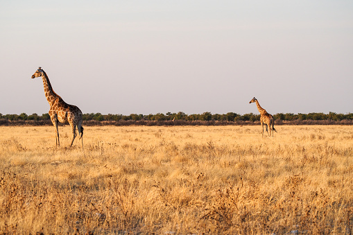 five giraffes on grass field during daytime photo – Free Animal Image on  Unsplash
