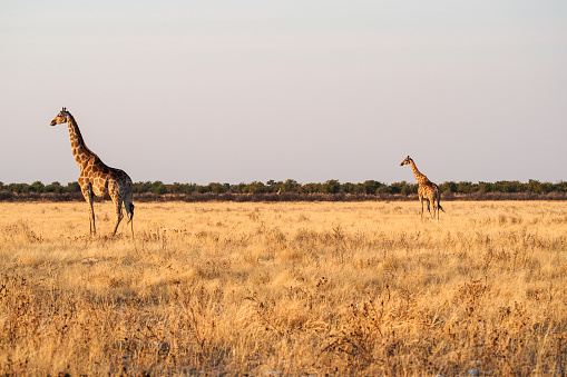 five giraffes on grass field during daytime photo – Free Animal Image on Unsplash five giraffes on grass field during daytime photo – Free Animal Image on Unsplash