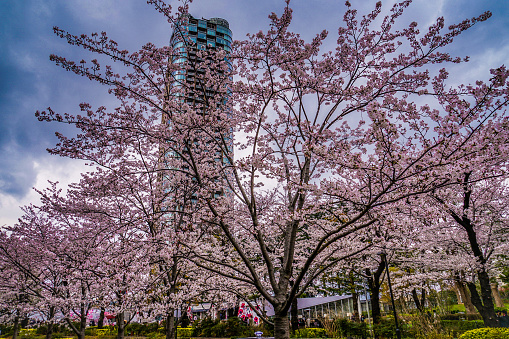 Sky and of Roppongi full bloom cherry cloudy. Shooting Location: Tokyo metropolitan area