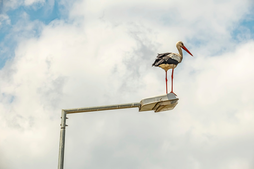 close up stork on street lamp in nature and cloudy weather