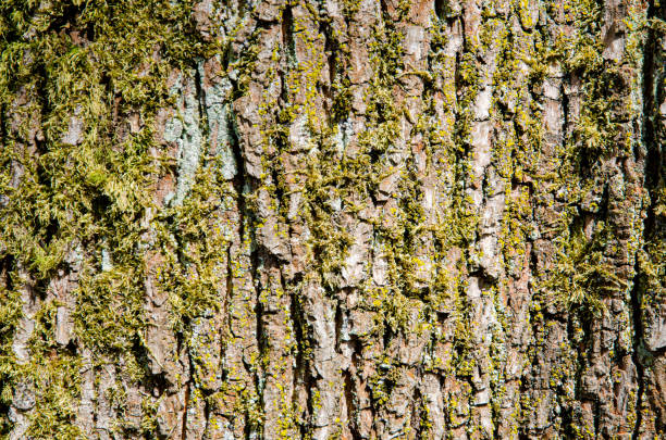 istock Skin of tree 1166346720