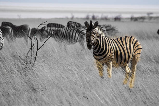 istock Mountain Zebra, Equus zebra in Etosha National Park, Namibia 1166346862