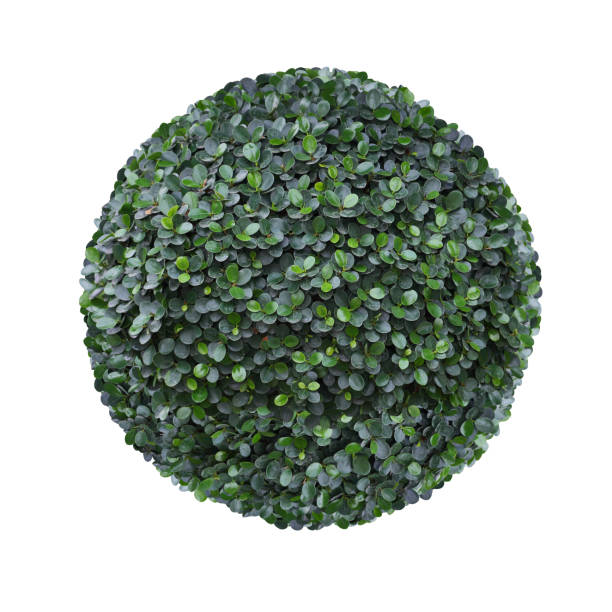 istock Round circle shape clipped topiary tree isolated on white background for formal Japanese and English style artistic garden design 1166347042