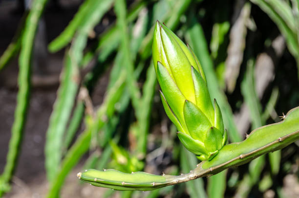 bocciolo di frutta del drago - petal bud plant agriculture foto e immagini stock