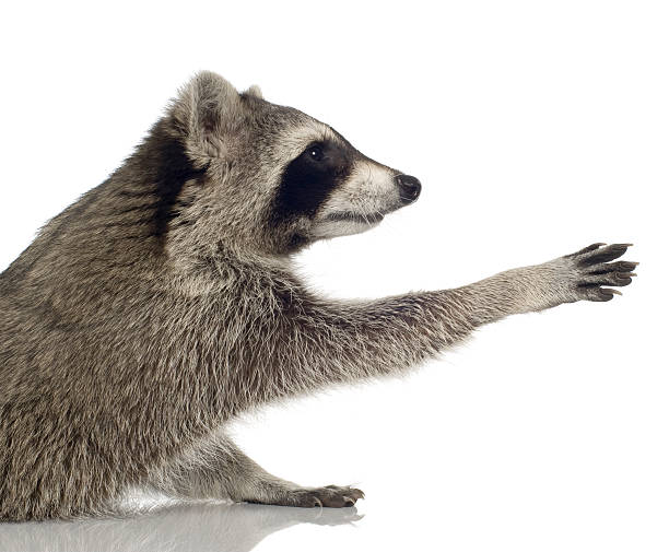 istock Raccoon (9 months) -  Procyon lotor 116634783