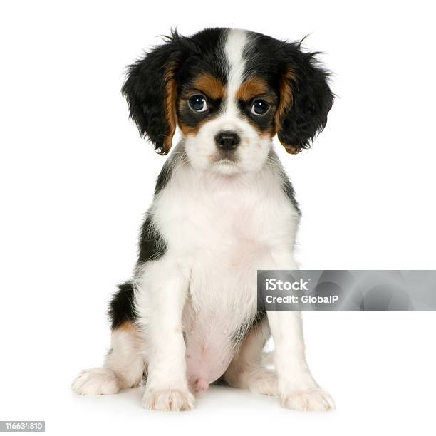Cavalier King Charles Spaniel Stock Photo - Download Image Now - Dog, Studio Shot, Animal