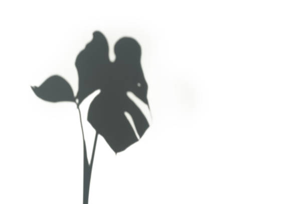 istock Monstera leaf shadow on white background. Minimal summer or autumn concept with tropical leaf. Creative copyspace. 1166348489