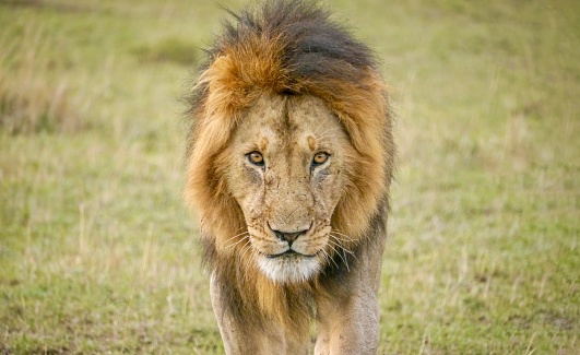A close-up view of a male lion, with a fully developed golden and black mane, walking and looking intensely at the camera with piercing eyes as moves forward. He looks older and scars are visible on his face. His expression is cold and fearless.