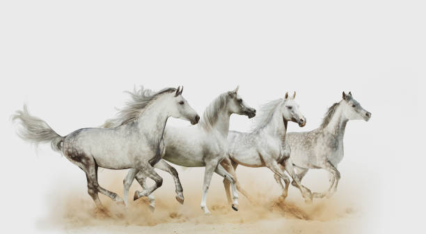 istock Four beautiful arabian horses running 1166348647