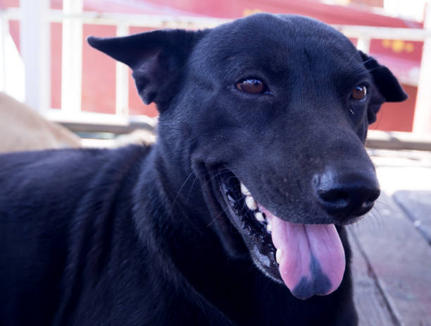 istock A dog with black birthmark on tongue 1166349056