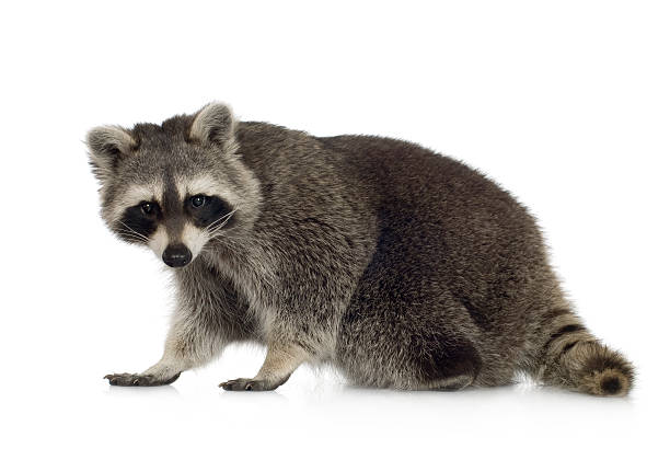 Nine month old raccoon who is standing Raccoon in front of a white background. racoon stock pictures, royalty-free photos & images