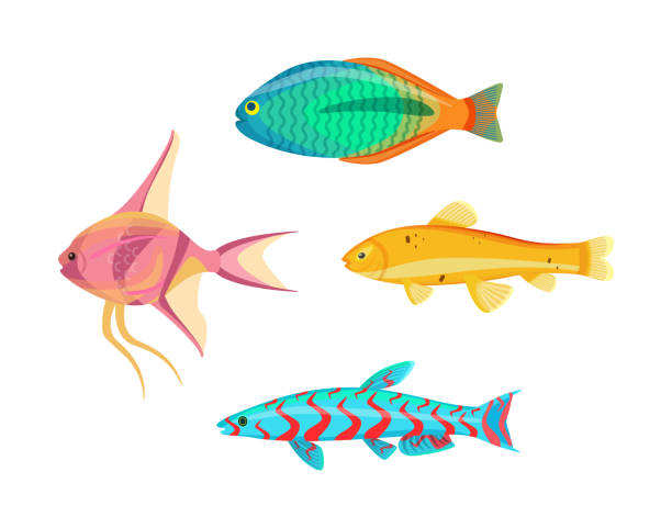 Betta Splendens Fish Types Set Vector Illustration Betta splendens fish types set. Tropical and marine cold-blooded limbless animals. Water dwellers with gills and fins, isolated on vector illustration metriaclima estherae red zebra stock illustrations