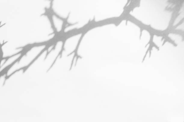 Gray shadow of the leaves on a white wall. Abstract neutral nature concept background. Space for text.